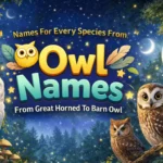 Owl Names For Every Species From Great Horned To Barn Owl